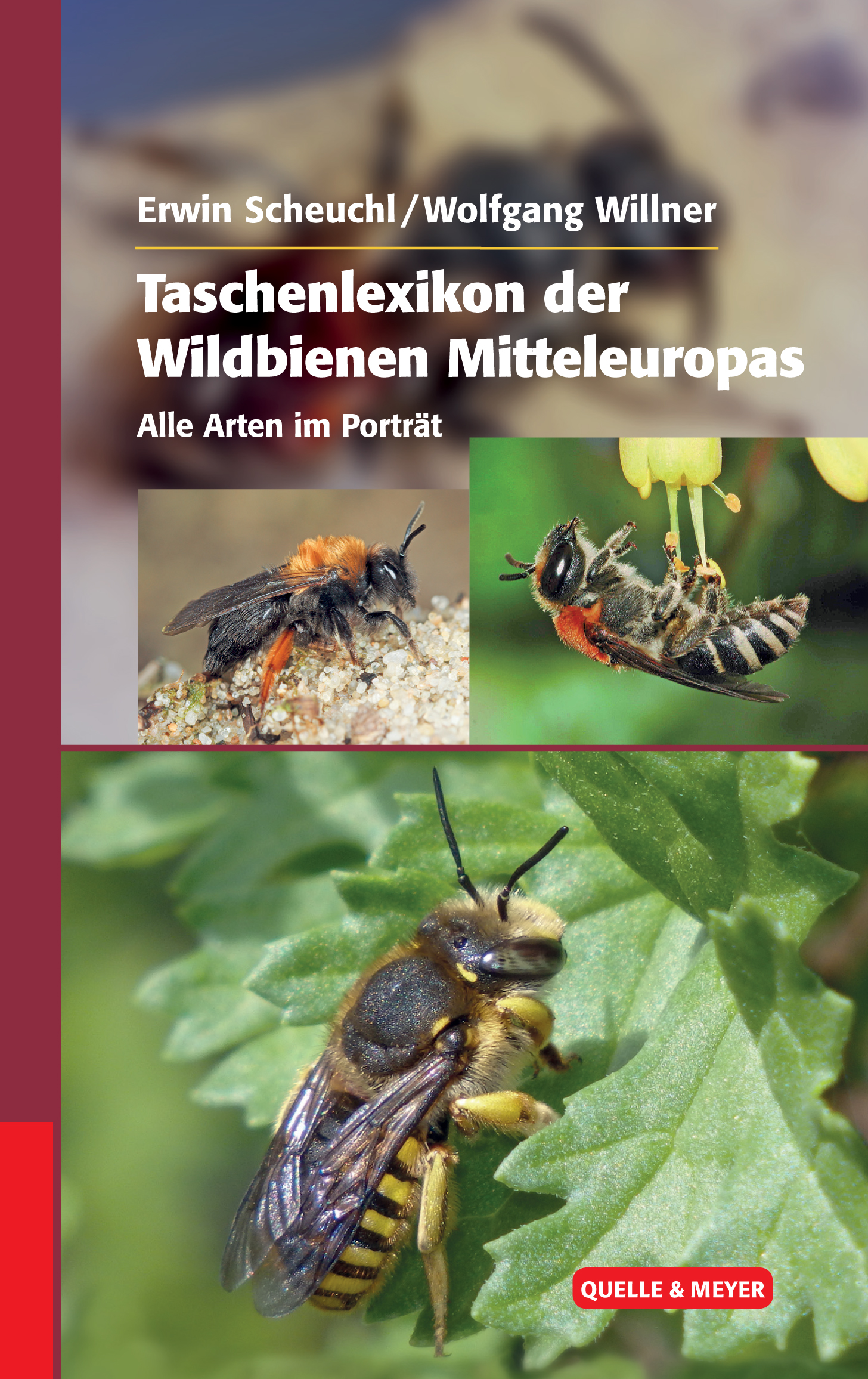 Buchvorstellung - Taschenlexikon der Wildbienen Mitteleuropas